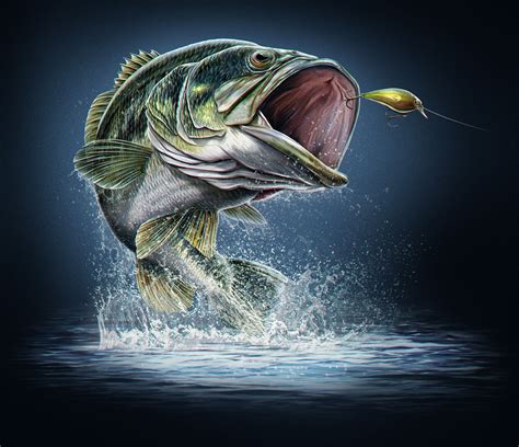 drawings of largemouth bass